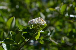 Image of Black Chokeberry