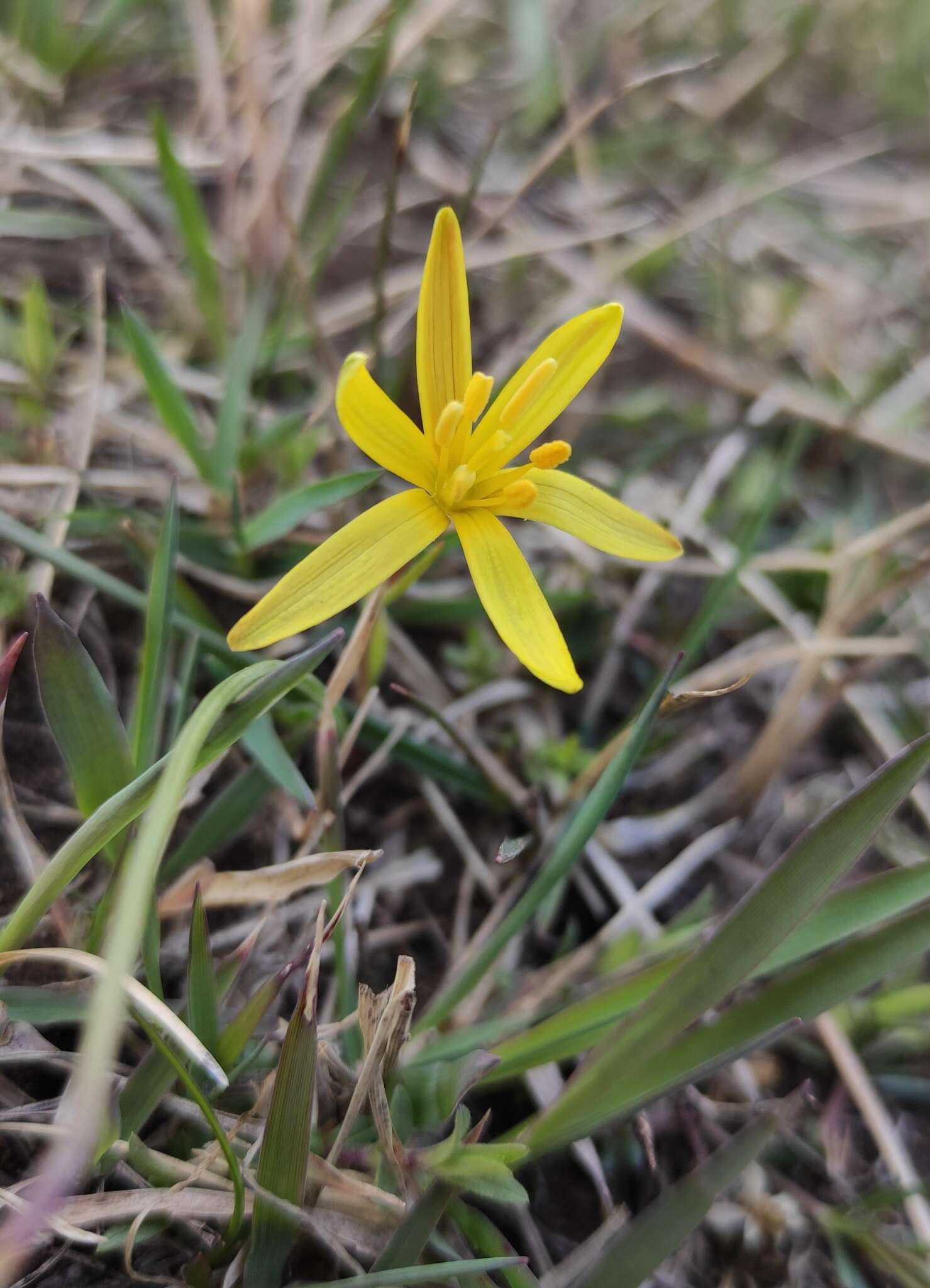 少花顶冰花的圖片