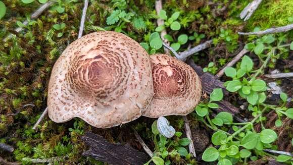 Imagem de Lepiota brunneolilacea Bon & Boiffard 1972