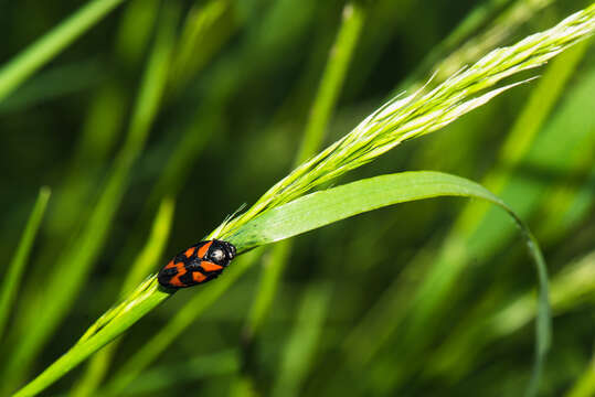 Image of Red-and-black Froghopper