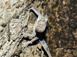 Image of Asaccus barani Torki, Ahmadzadeh, Ilgaz, Avci & Kumlutas 2011