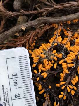 Image of Egg-shell Slime Mould