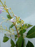 Image of Chinese Chaste-tree