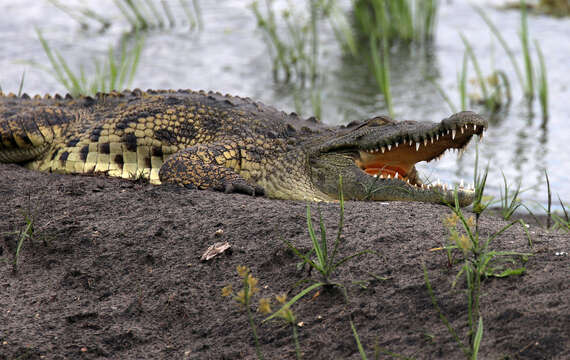 Image of Nile crocodile