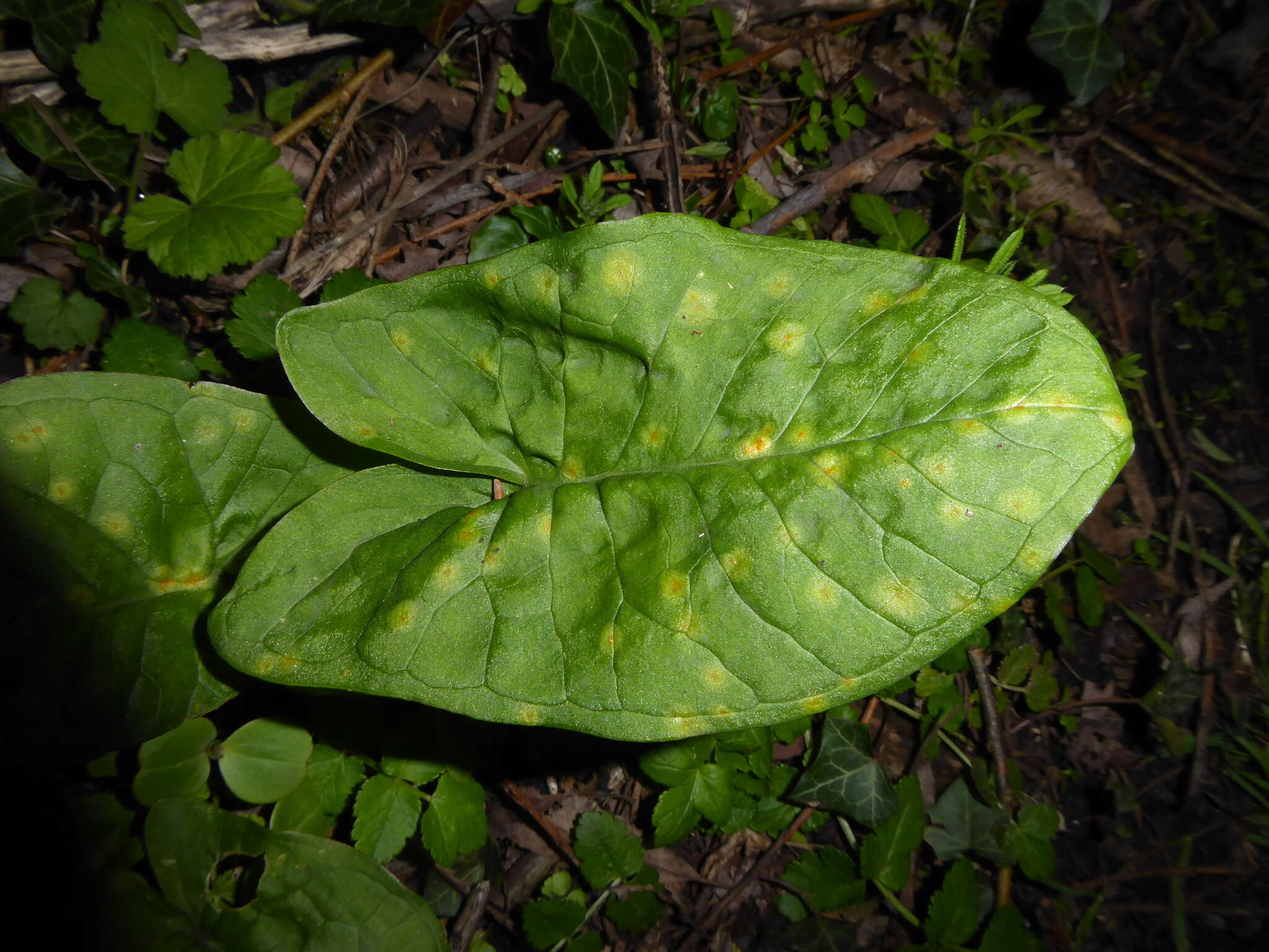 Imagem de Puccinia sessilis J. Schröt. 1870