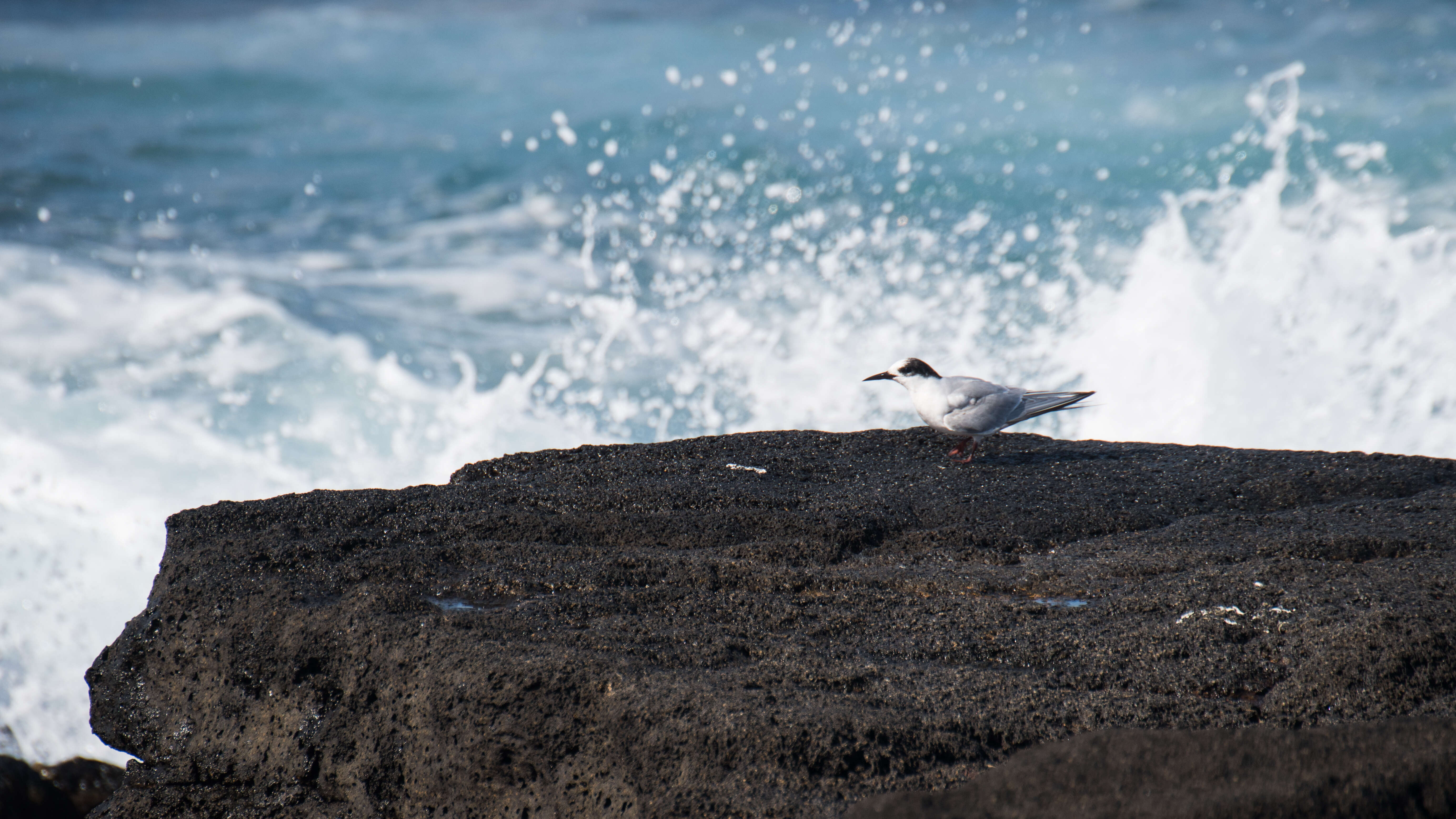 Image of Antarctic Tern