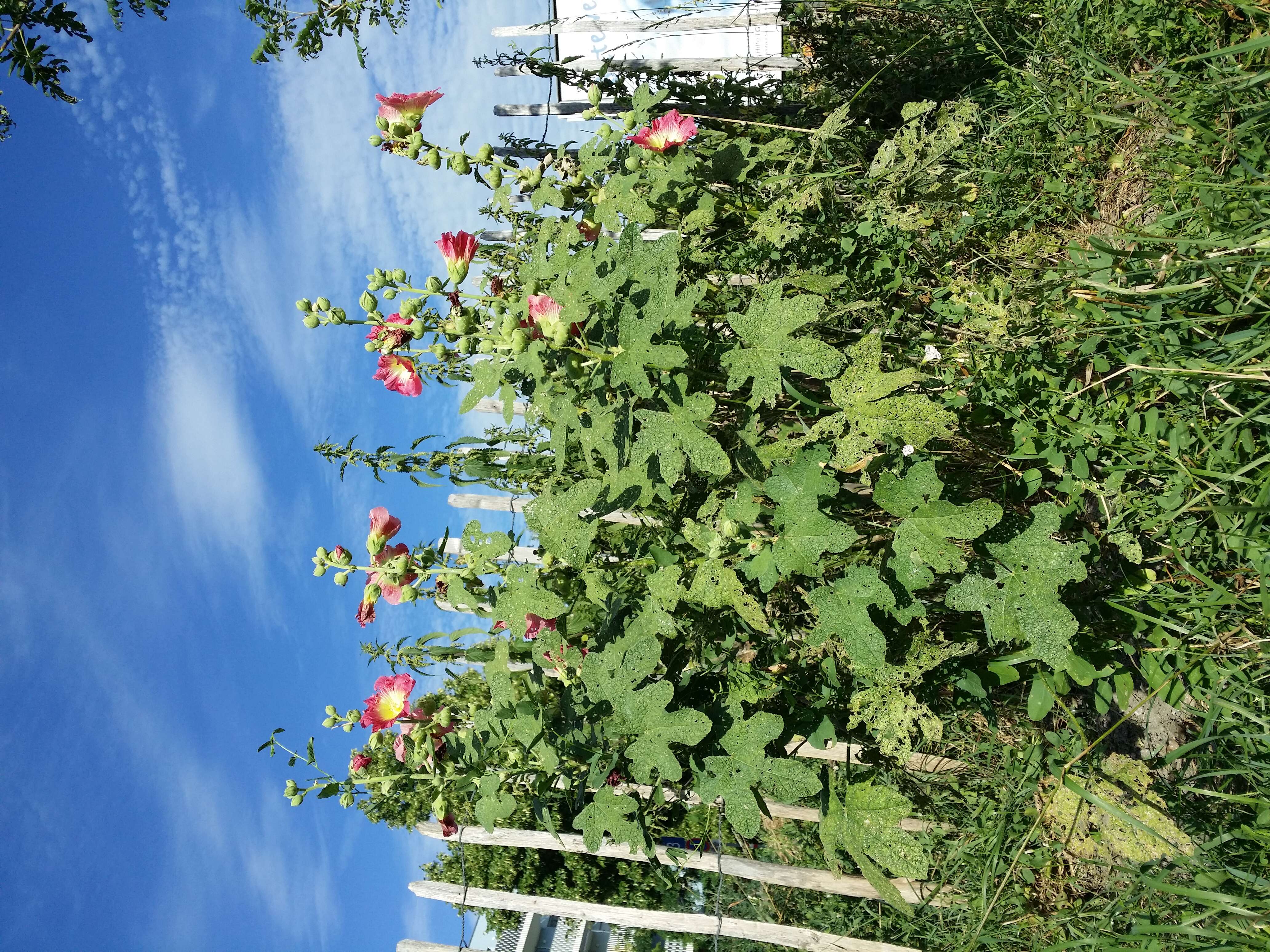 Image of hollyhock