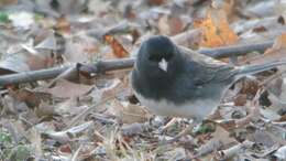 Image of juncos