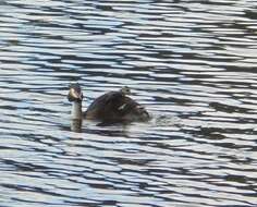 Image of Podiceps Latham 1787