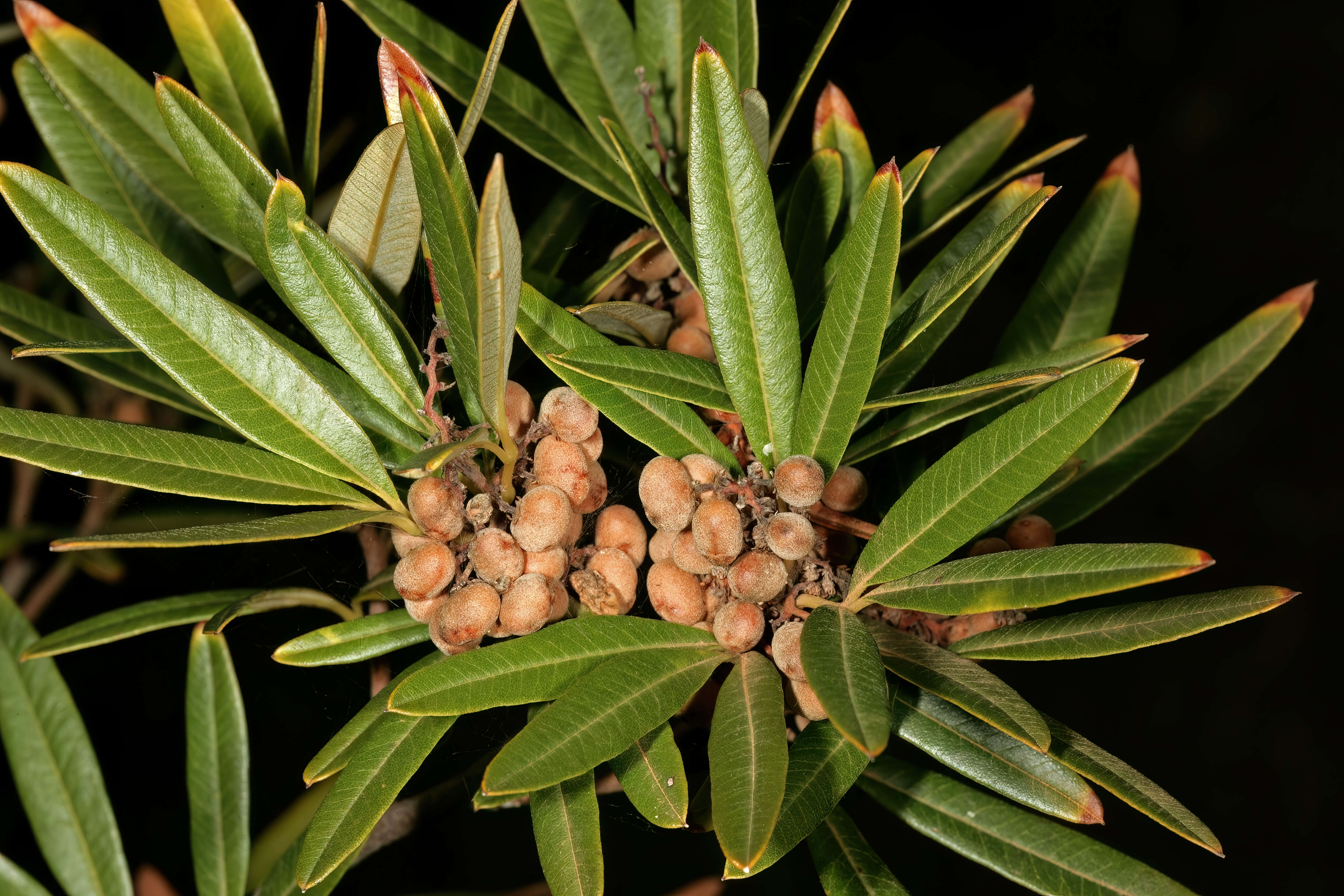 Image of wilgerkorentebos