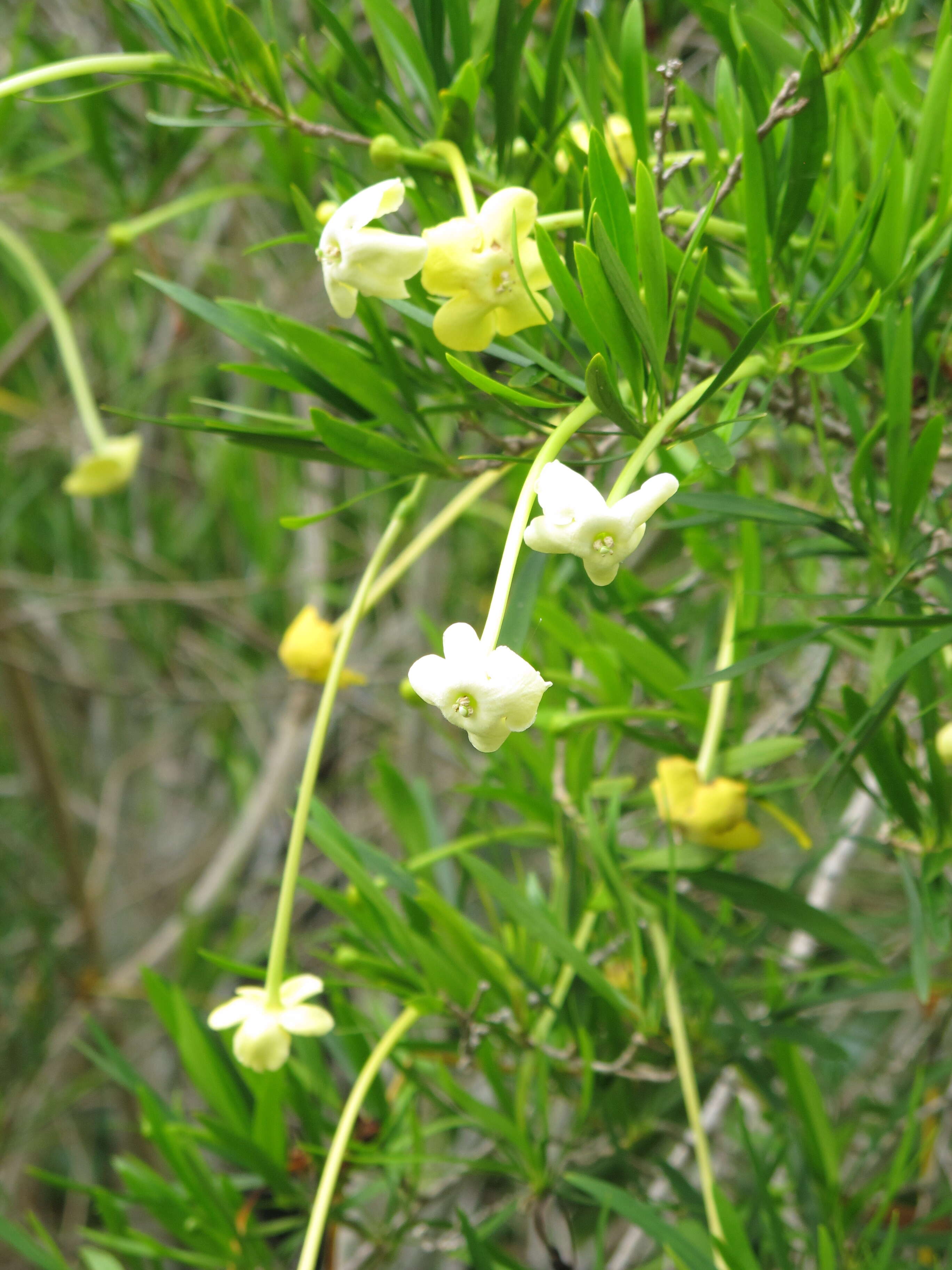 Image of Serpentine Hill raintree