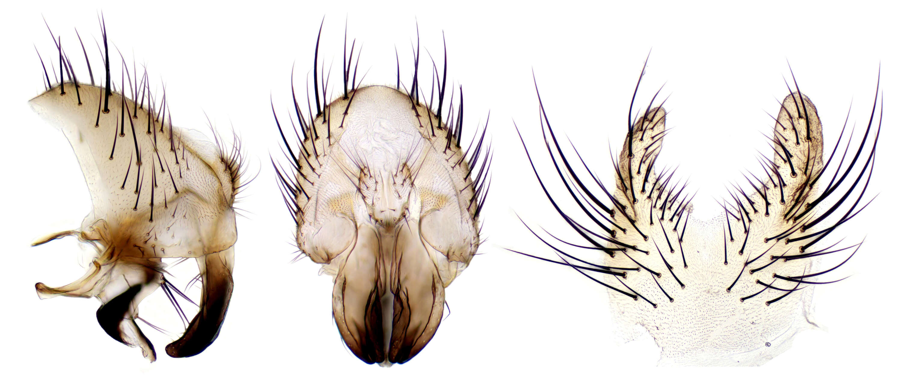 Image of root-maggot flies