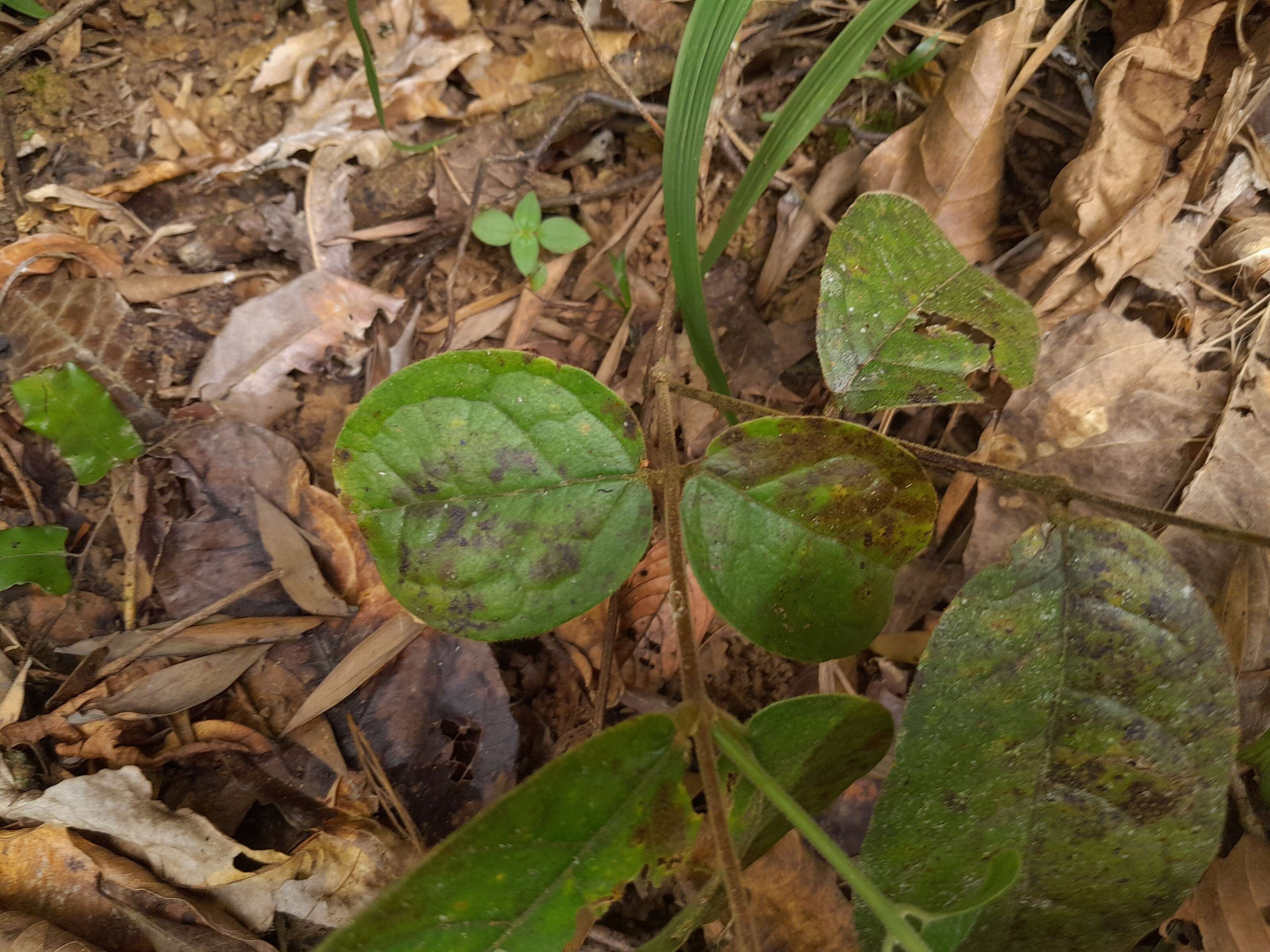 Imagem de Palmeria scandens F. Müll.