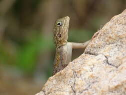 Image of Common agama