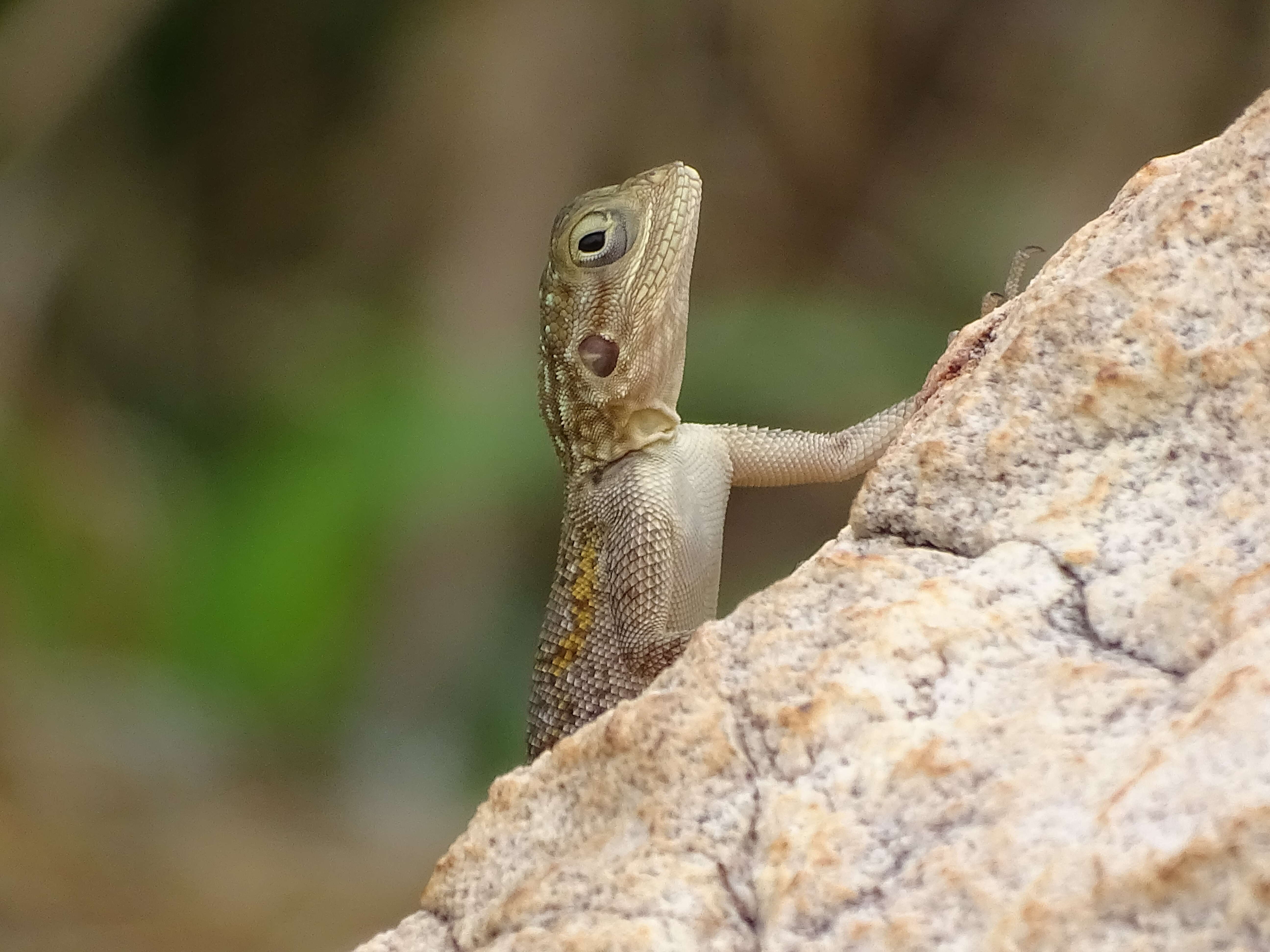 Image of Common agama