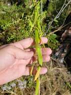 Image of Florida water aster