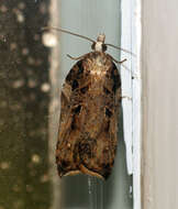 Image of Acleris cristana Denis & Schiffermüller 1775