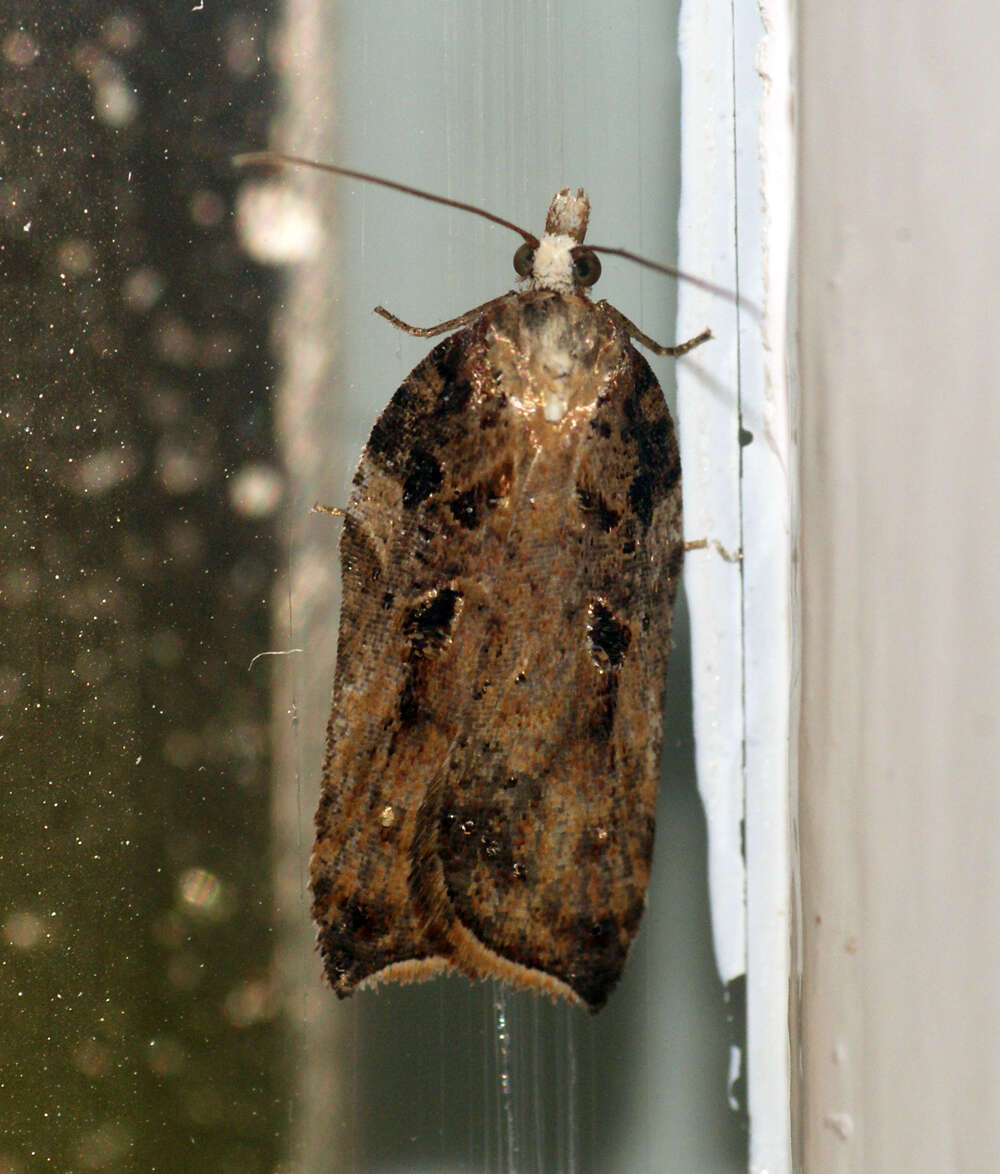 Image of Acleris cristana Denis & Schiffermüller 1775