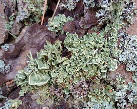 Слика од Cladonia digitata (L.) Hoffm.