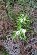 Image of long-leaved pimelea