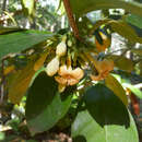 Image of Porcelain fruit