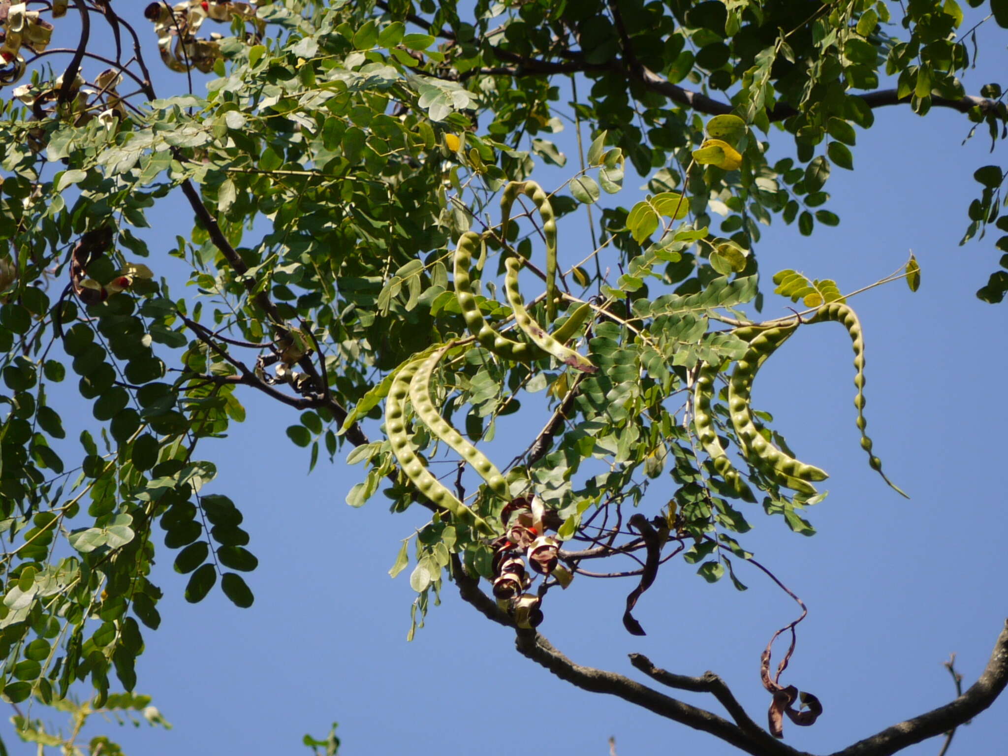 Image of beadtree