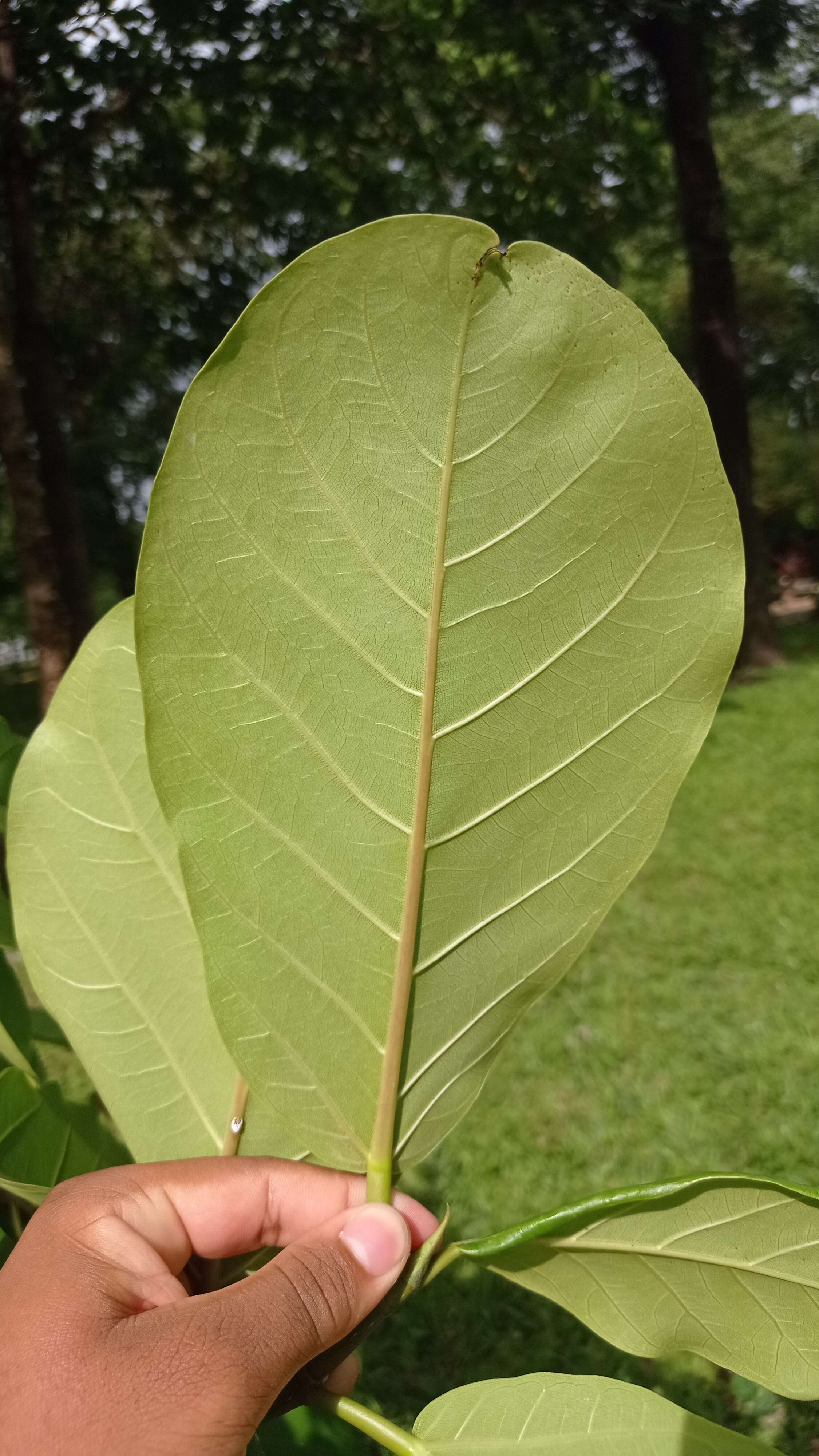 Ficus obtusifolia Kunth的圖片