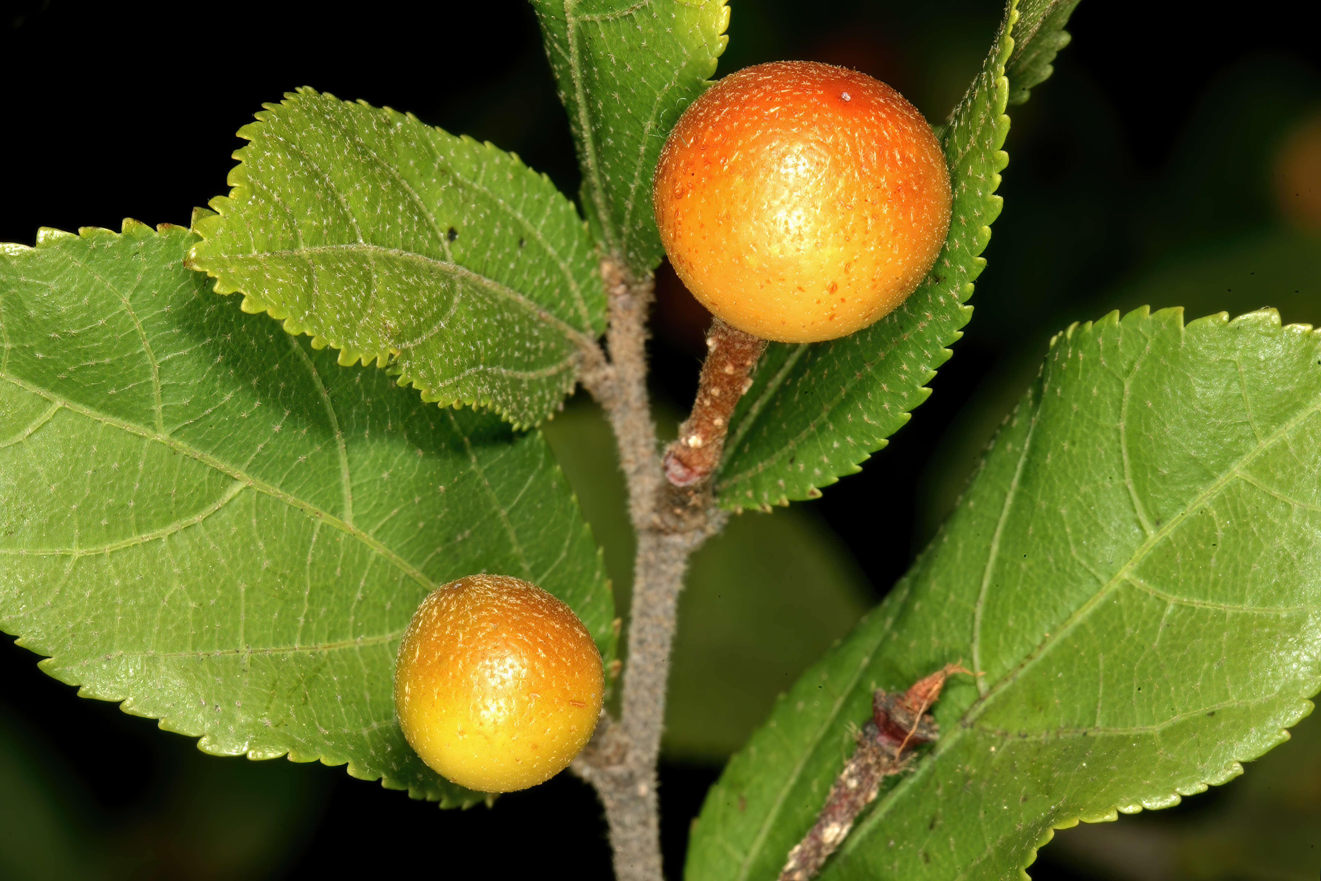 Image de Grewia flavescens Juss.