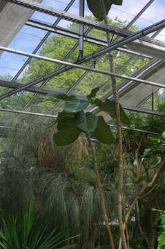 Image of Sonchus brassicifolius S. C. Kim & Mejías