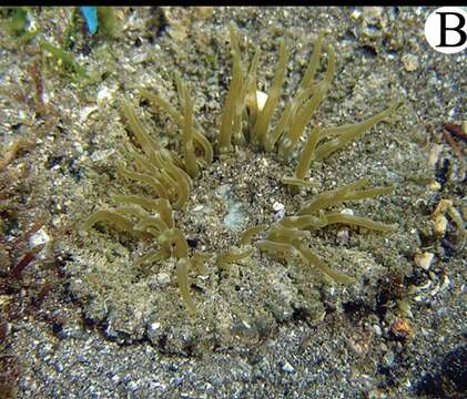 Image of collared sand anemone