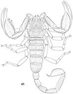 Image of Scorpiops luridus Qi, Zhu & Lourenço 2005