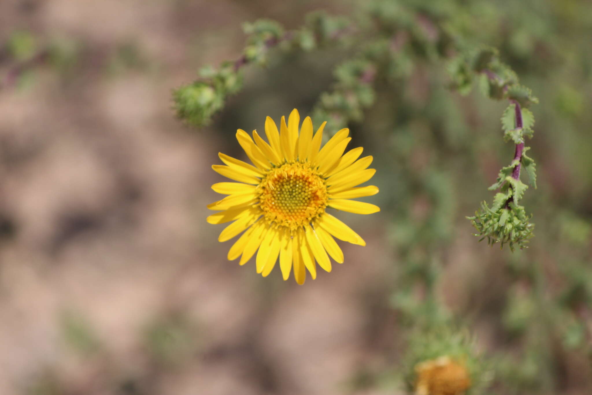 Image of Grindelia subdecurrens DC.