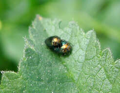 Image of Metallic wood-boring beetle