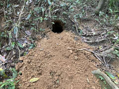 Image de Pangolin de Chine