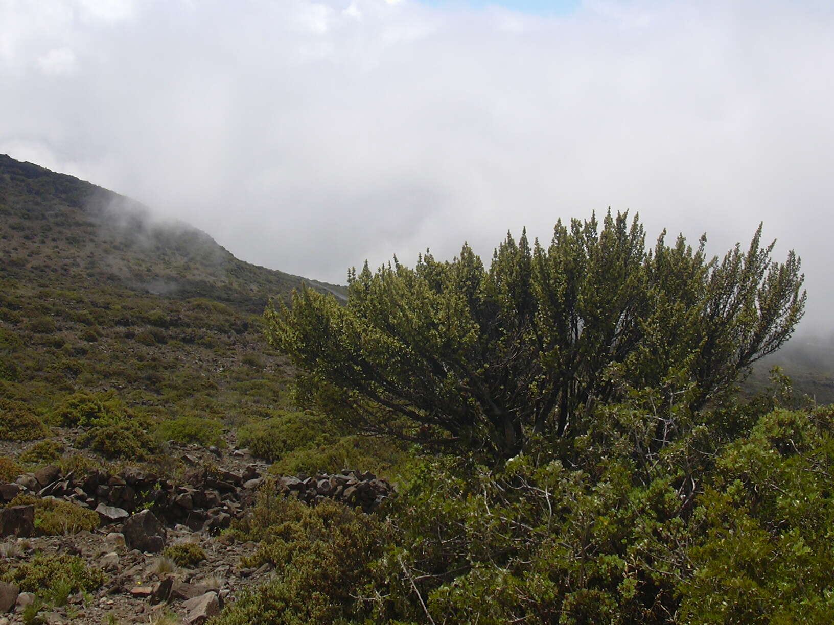 Image of alpine mirrorplant