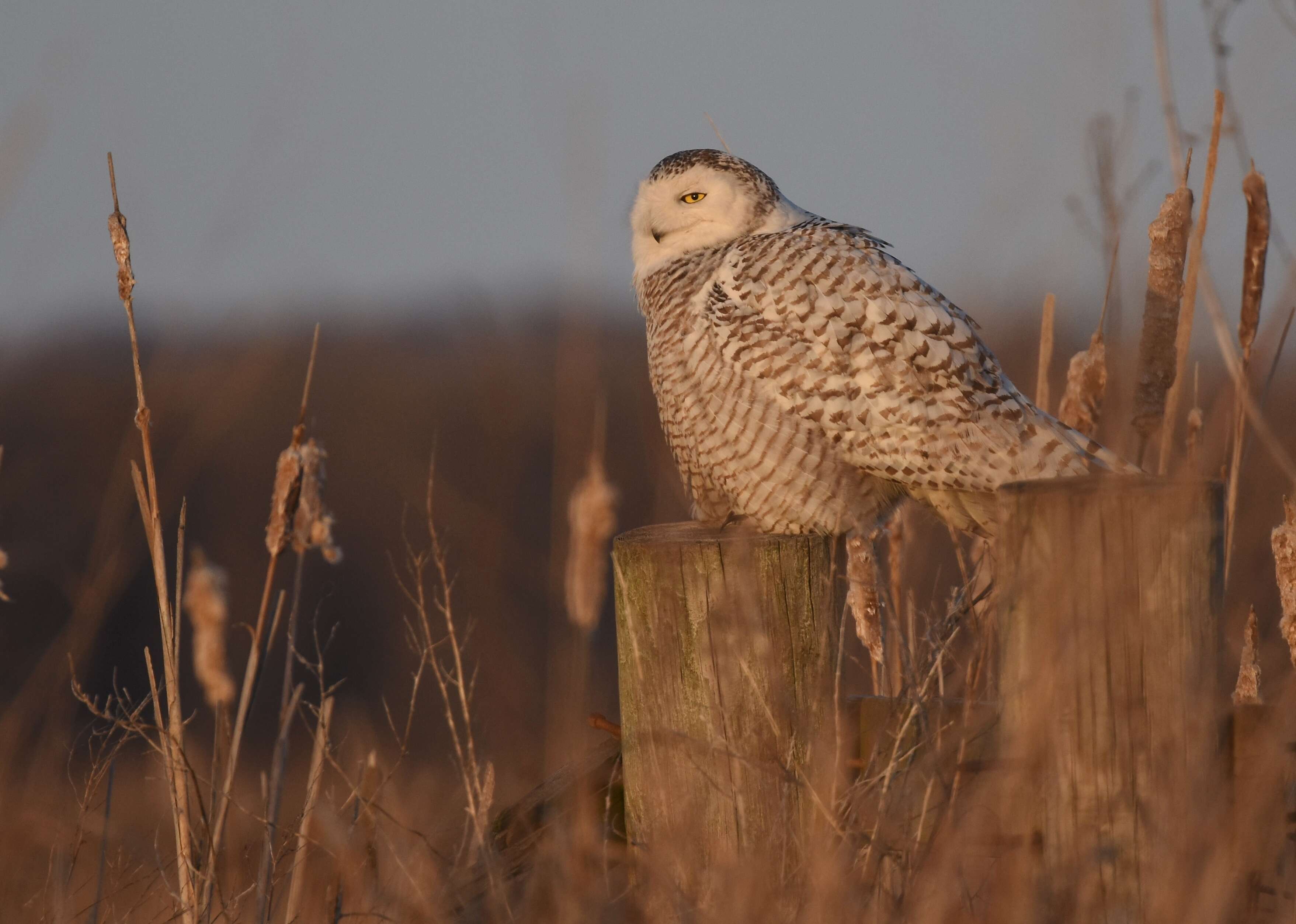 Image of Snowy Owl