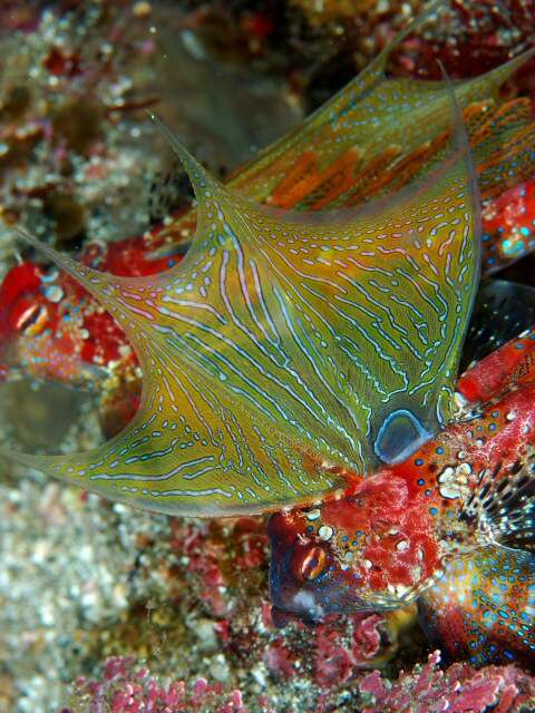 Image of Japanese dragonet