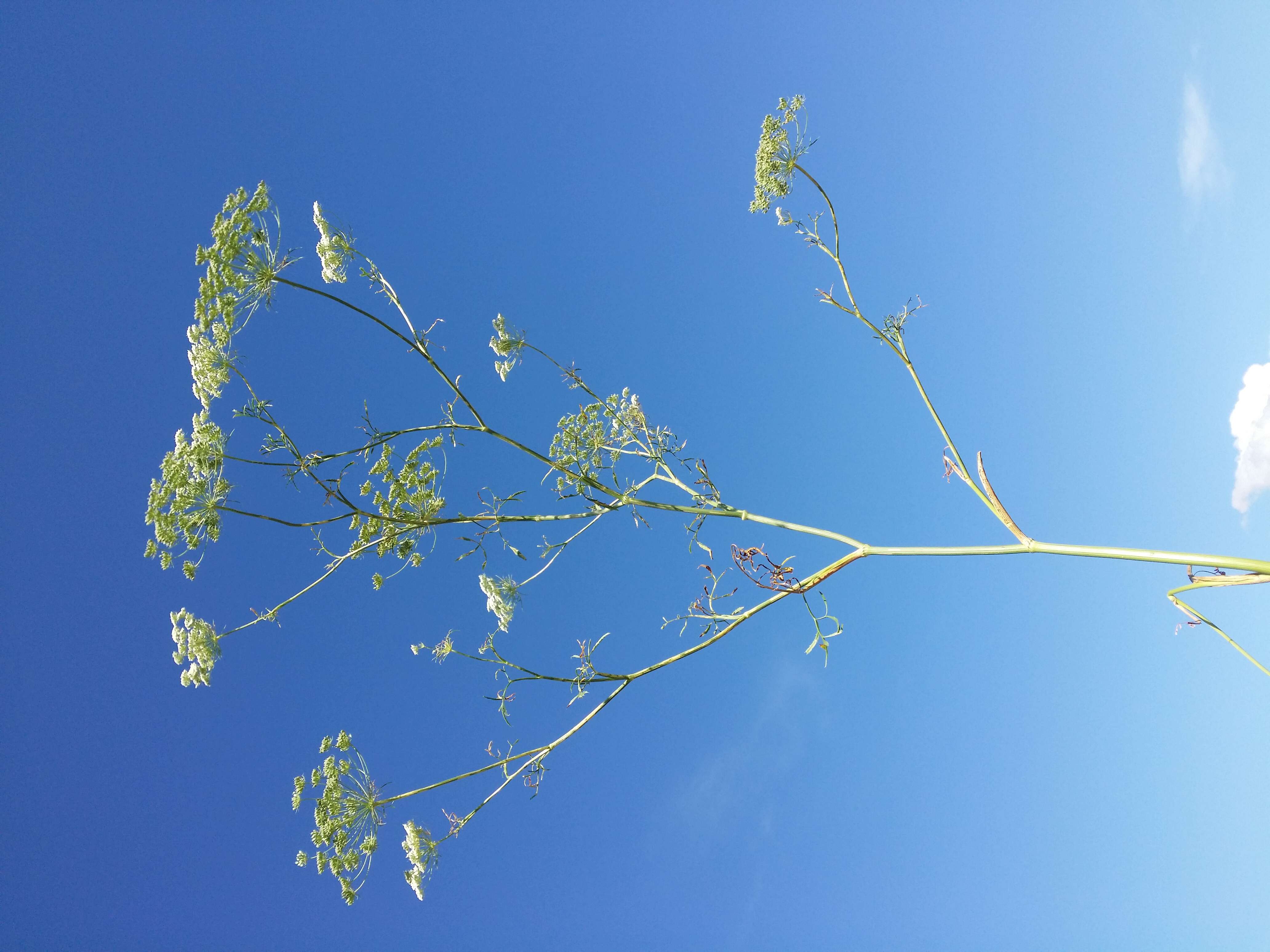 Imagem de Ammi majus L.