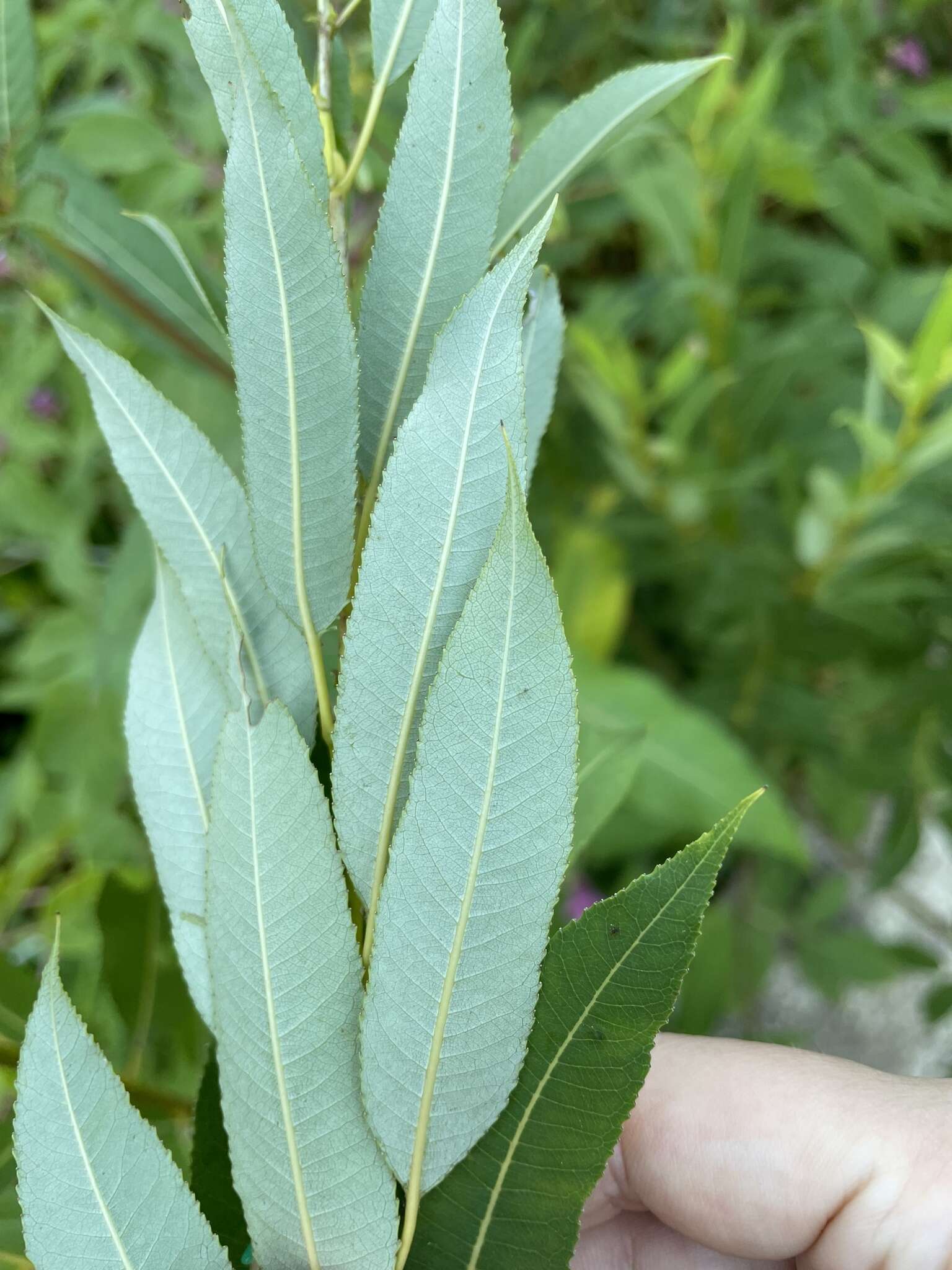 Image of Almond-leaved Willow