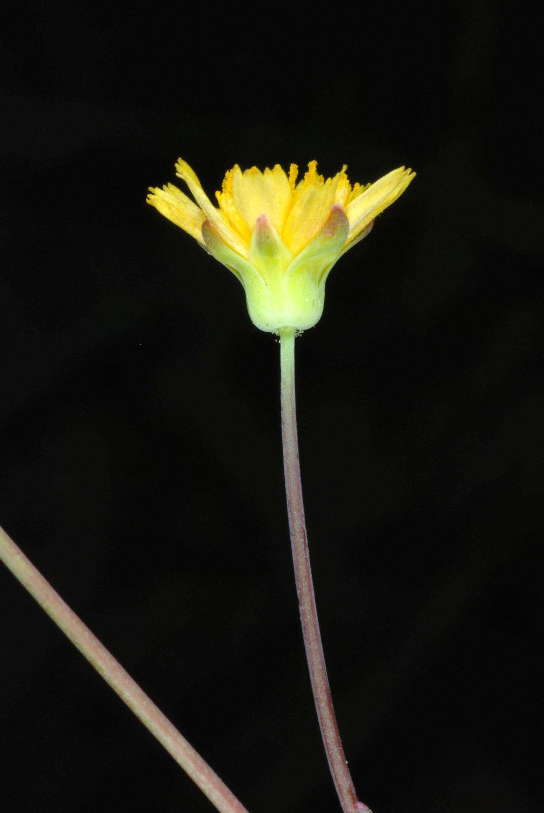 Image of Dwarf Dandelion