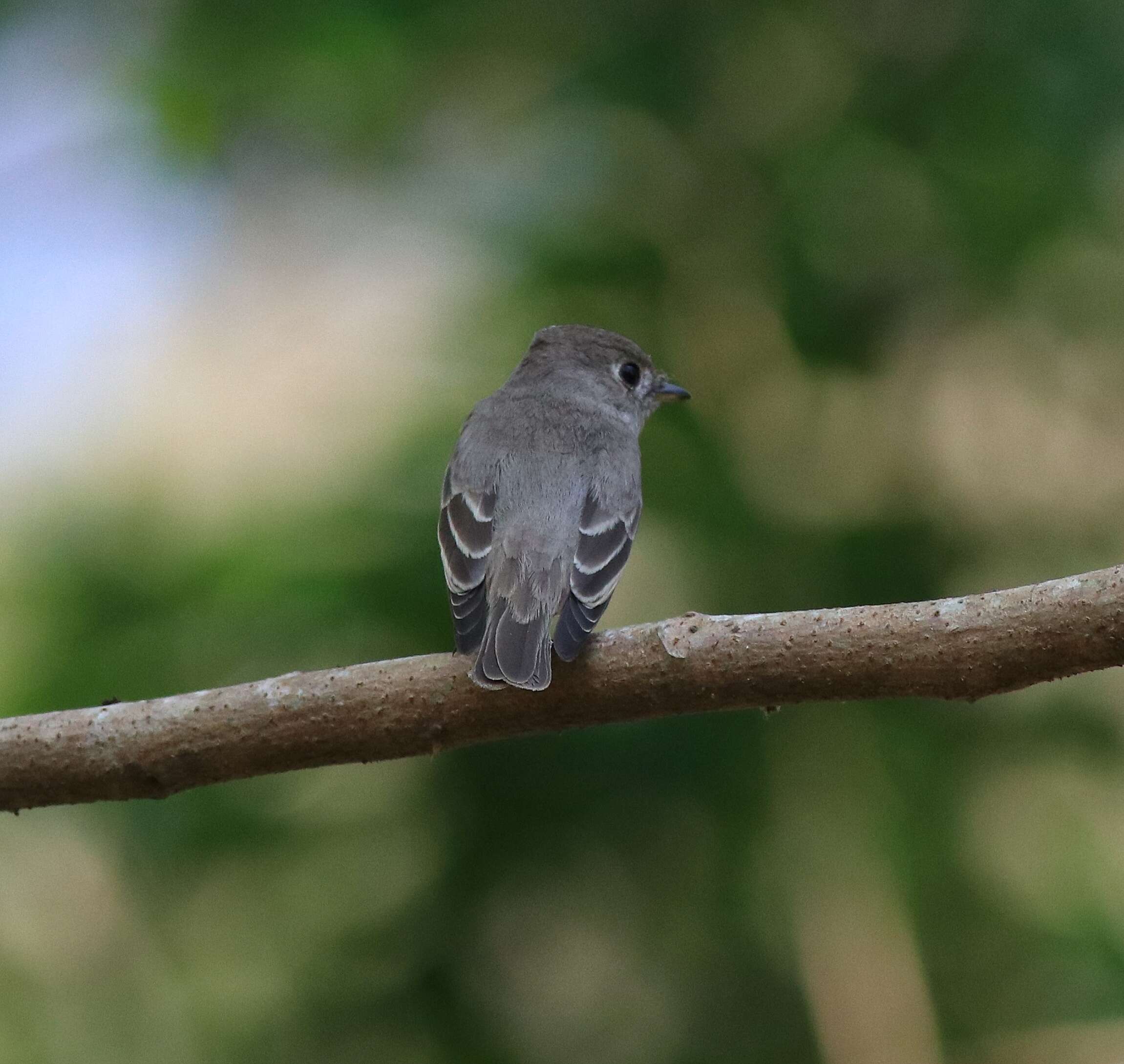 صورة Muscicapa dauurica Pallas 1811