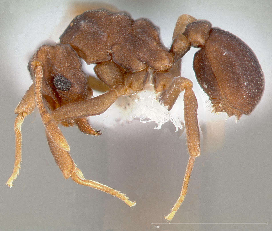 Image de Cyphomyrmex flavidus Pergande 1896