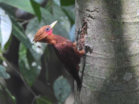 Image of Chestnut-colored Woodpecker