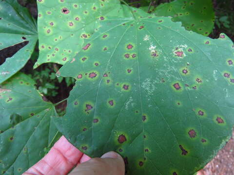 Image of Pseudocercospora vitis (Lév.) Speg. 1911