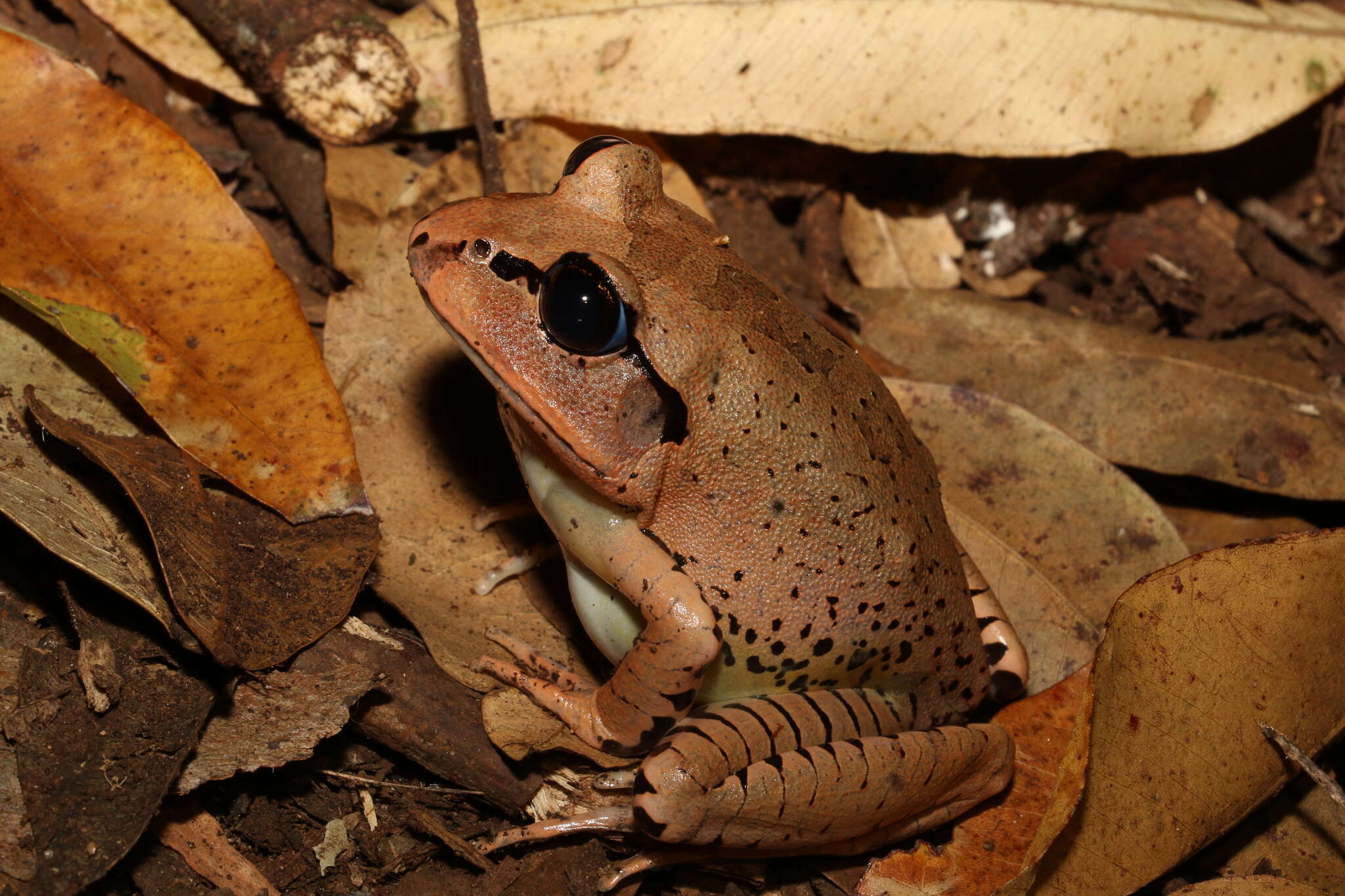 Plancia ëd Mixophyes fasciolatus Günther 1864