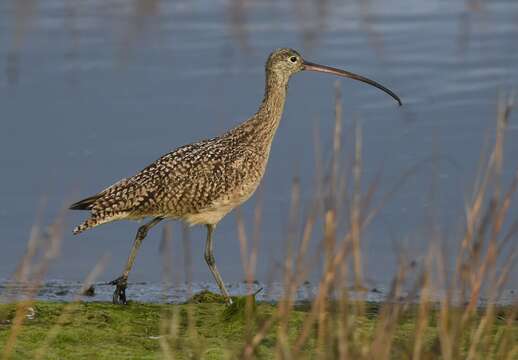 Image of Long-billed Curlew