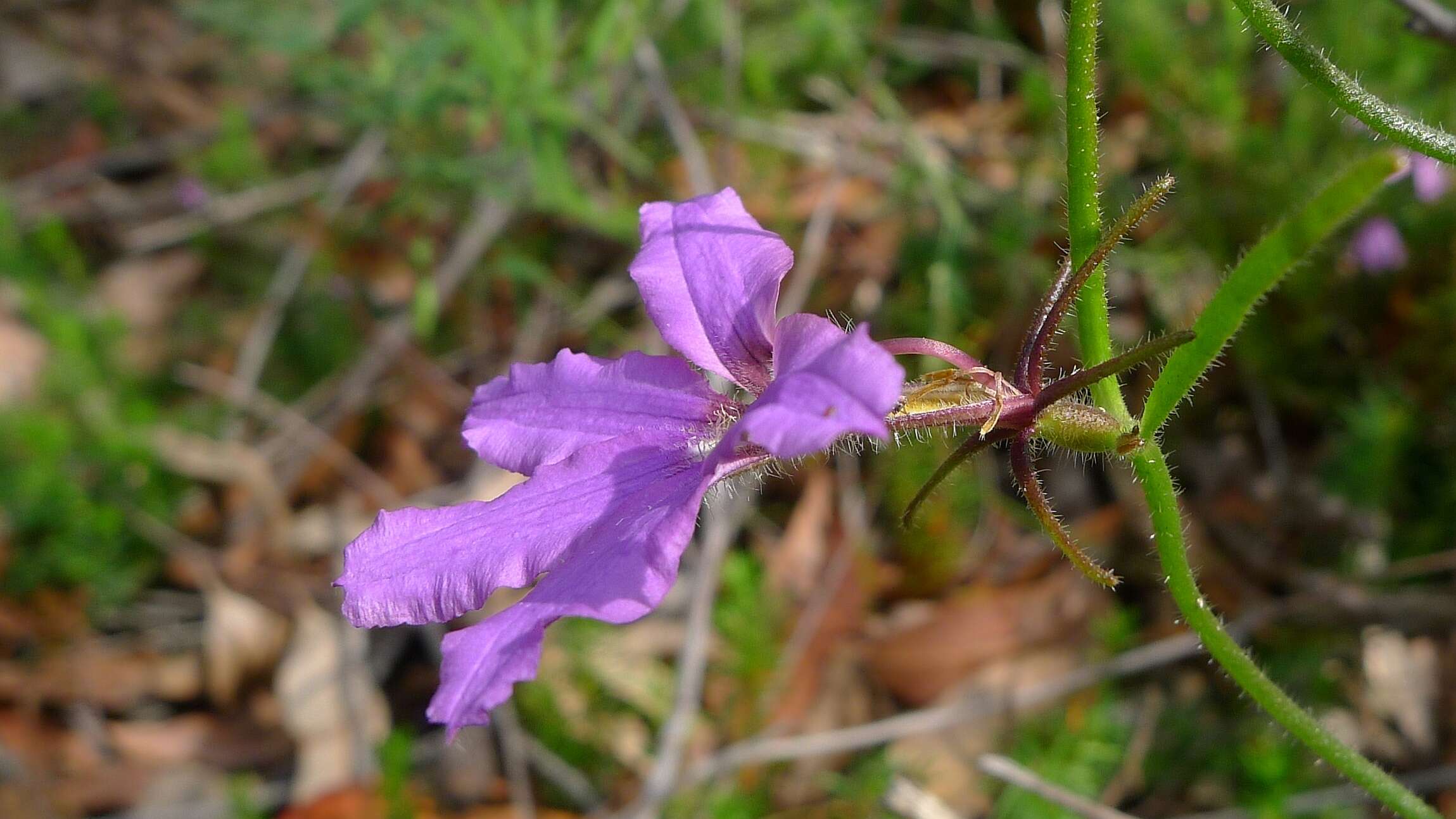 Image of Scaevola ramosissima (Smith) K. Krause