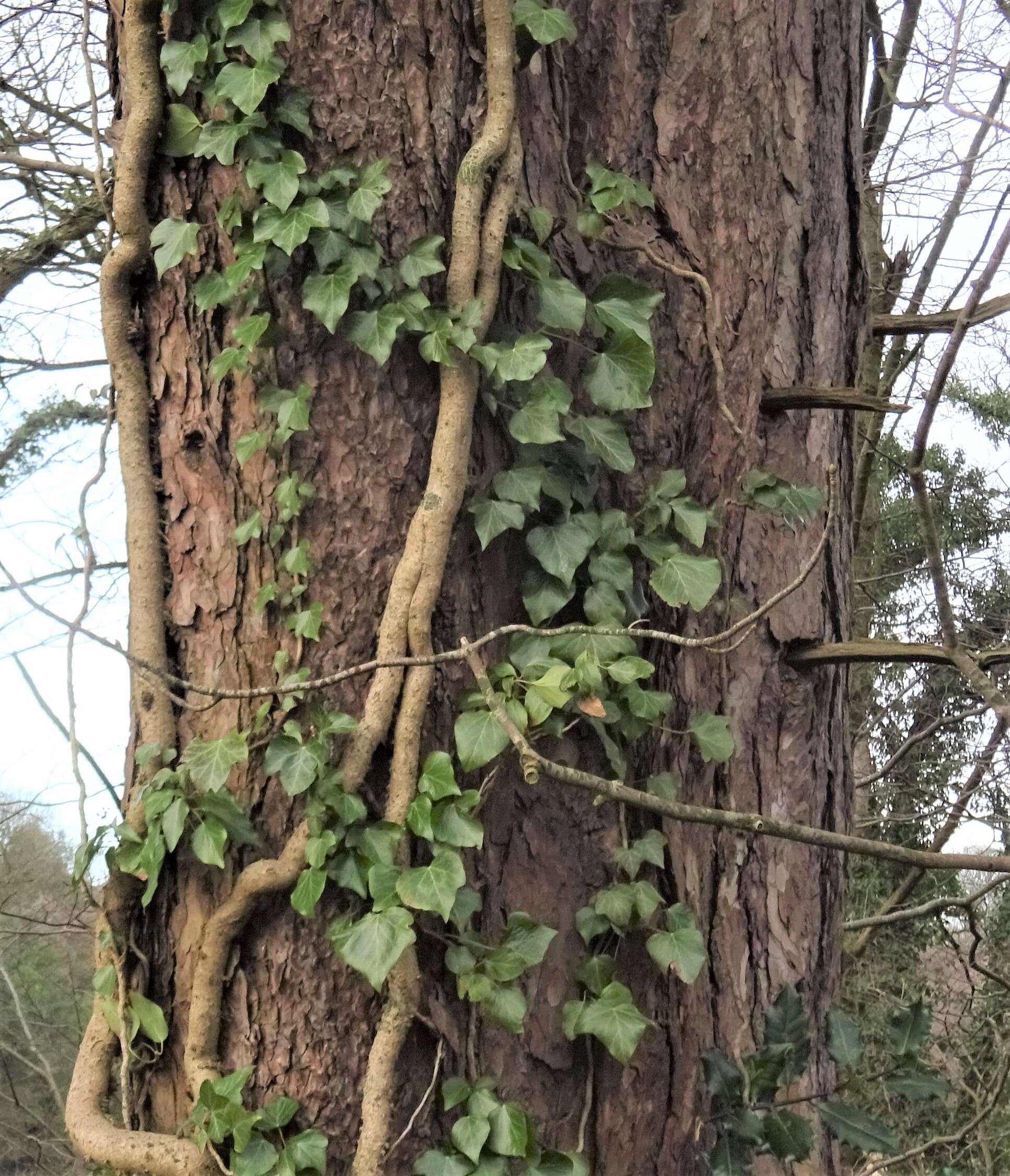 Image of English ivy