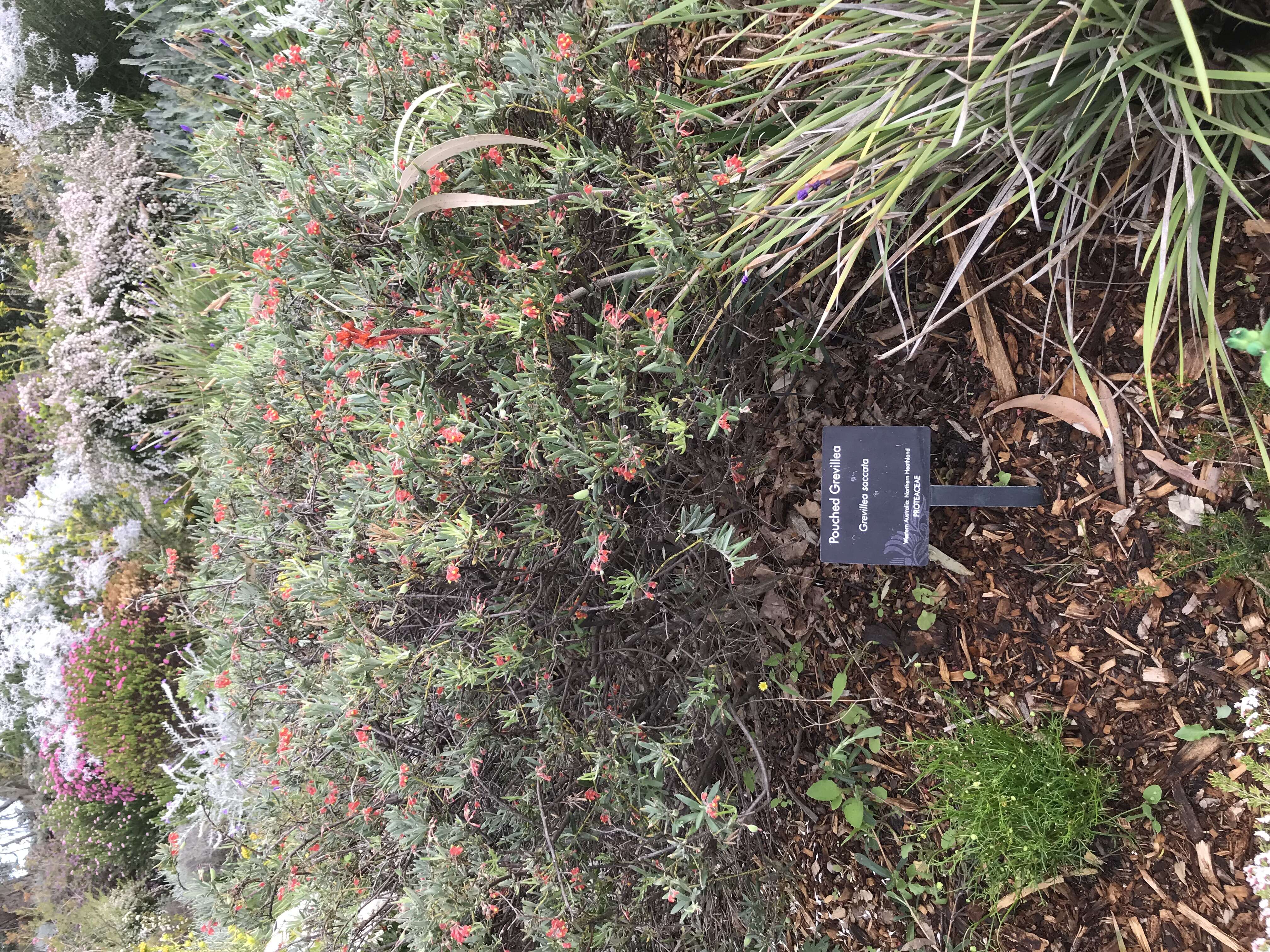 Image of Pouched grevillea