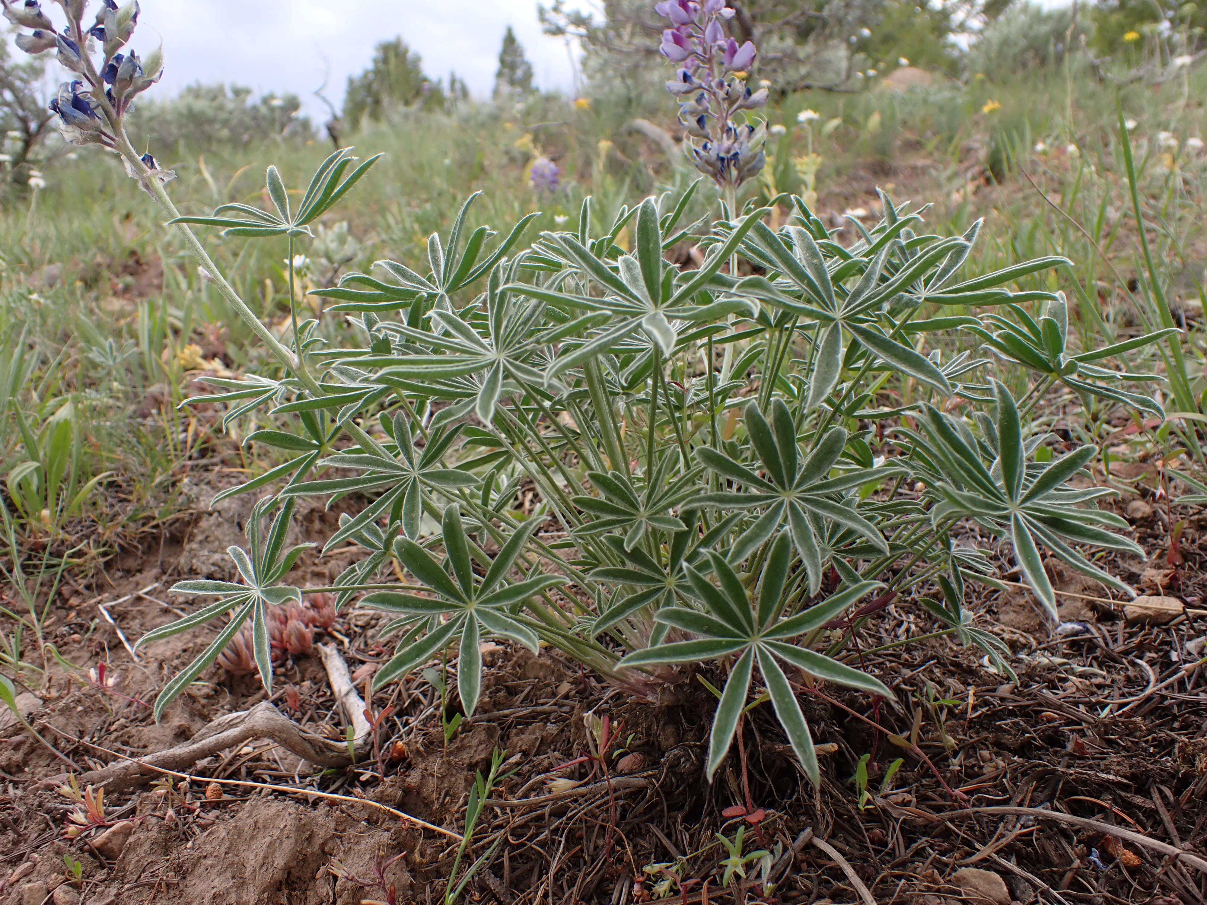 Plancia ëd Lupinus polyphyllus Lindl.